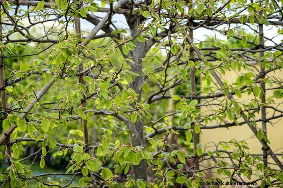 Hedges for problem places