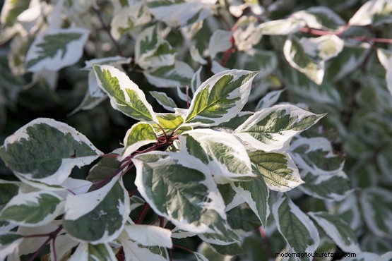 Hedges for problem places