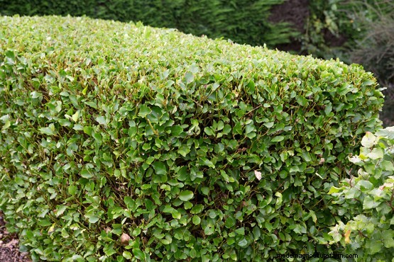 Hedges for problem places