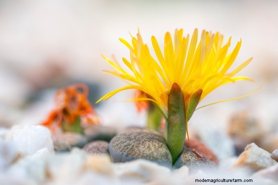 How to grow lithops