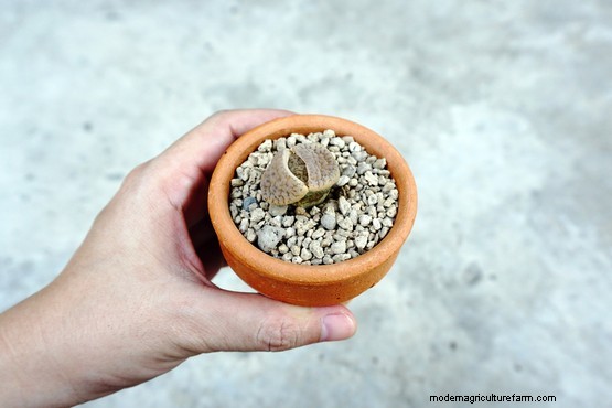 How to grow lithops