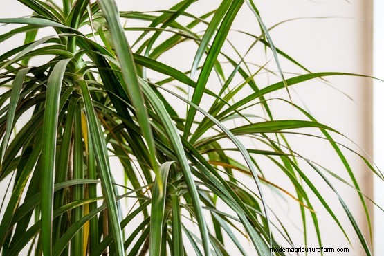 10 air purifying house plants for the bedroom