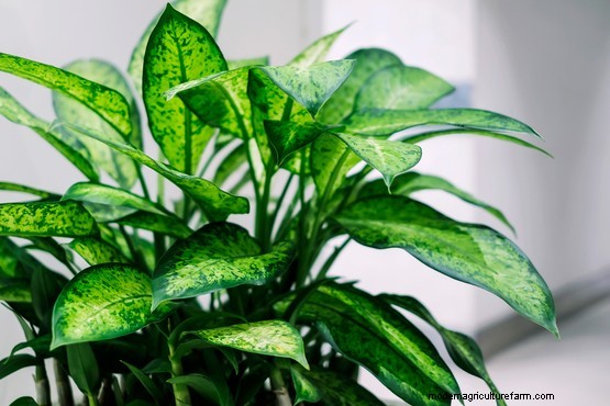 10 air purifying house plants for the bedroom