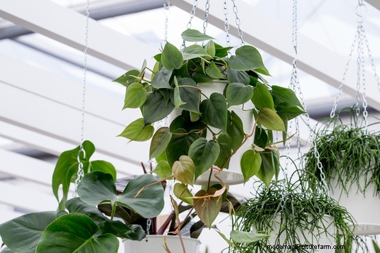 10 air purifying house plants for the bedroom