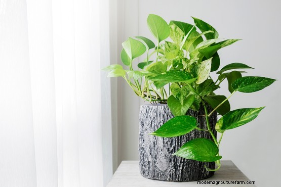 10 air purifying house plants for the bedroom