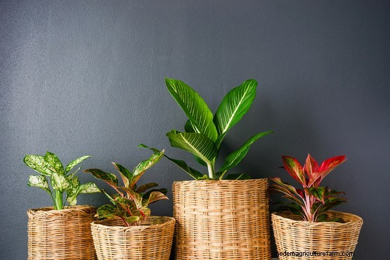 10 air purifying house plants for the bedroom