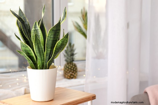 10 air purifying house plants for the bedroom