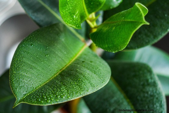 10 air purifying house plants for the bedroom