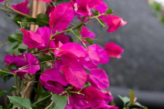 How to grow bougainvillea