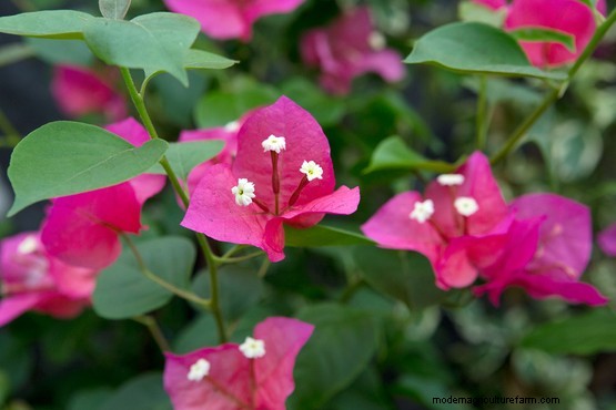 How to grow bougainvillea