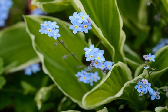 How to grow forget-me-not