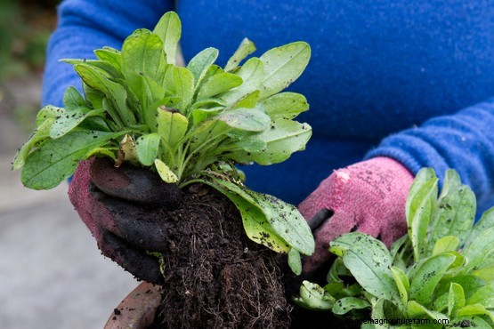 How to grow forget-me-not