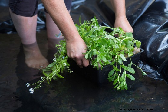 How to grow forget-me-not