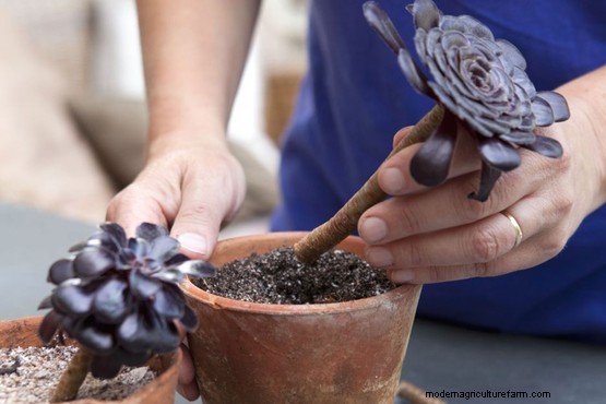 How to grow aeoniums