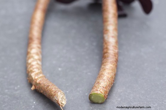 How to grow aeoniums