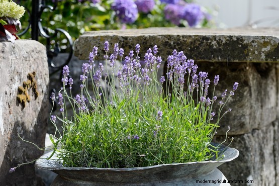 Gardening for beginners: container gardening