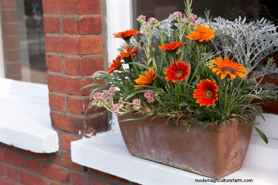 Gardening for beginners: container gardening