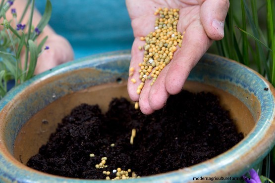 Gardening for beginners: container gardening