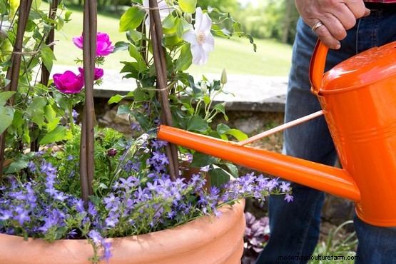 Gardening for beginners: container gardening
