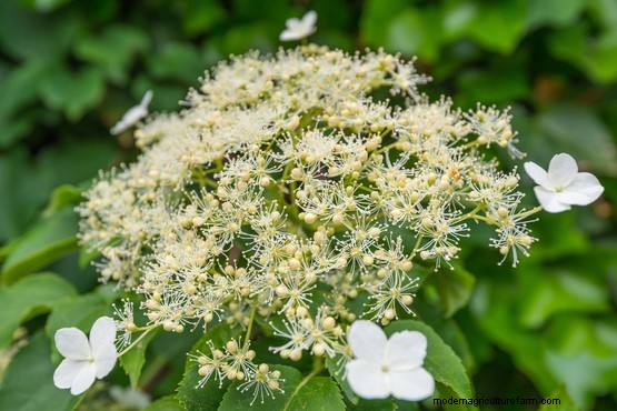 Five plants for a deep shade border