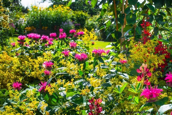 Five top tips – growing plants for colour and impact