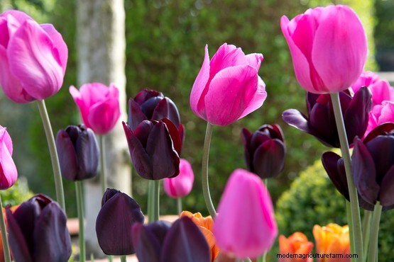 Five top tips – growing plants for colour and impact