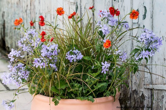 Five top tips – growing plants for colour and impact