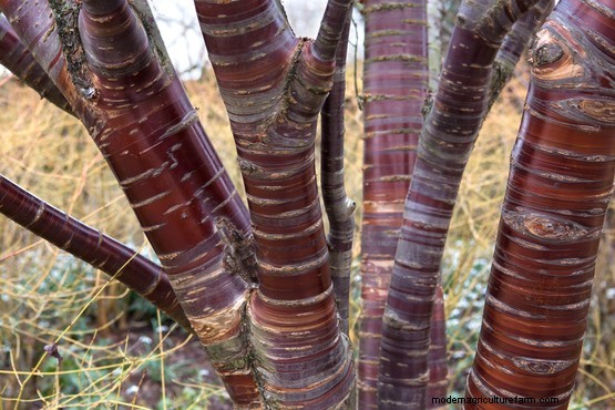 Five top tips – growing plants for colour and impact