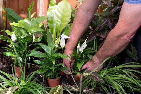 How to grow peace lily