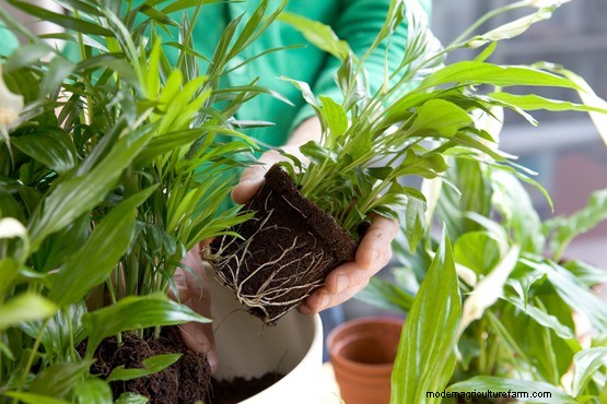 How to grow peace lily