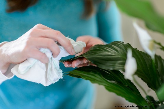 How to grow peace lily