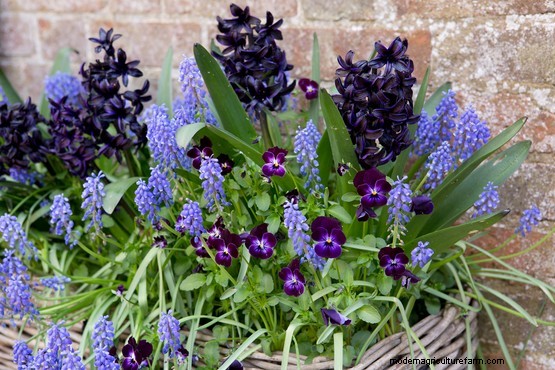 How to grow grape hyacinth (Muscari)