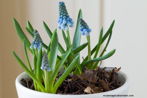 How to grow grape hyacinth (Muscari)