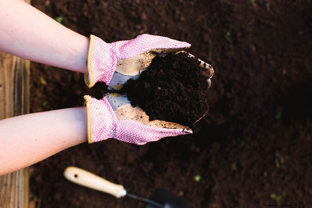Why It's Important to Use Good Soil