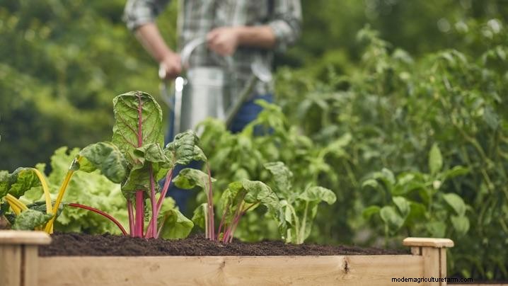 What Is a Raised Bed, Anyway?