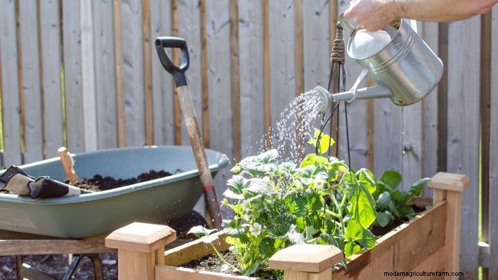 What Is a Raised Bed, Anyway?
