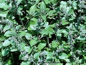 Growing Herbs & Herb Garden Care