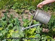 Growing Herbs & Herb Garden Care