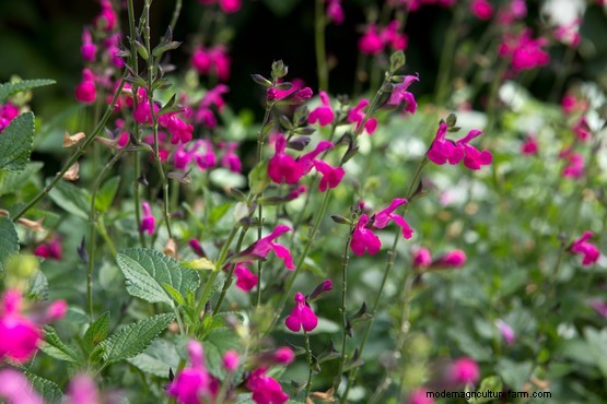 Eight plants that flower all summer