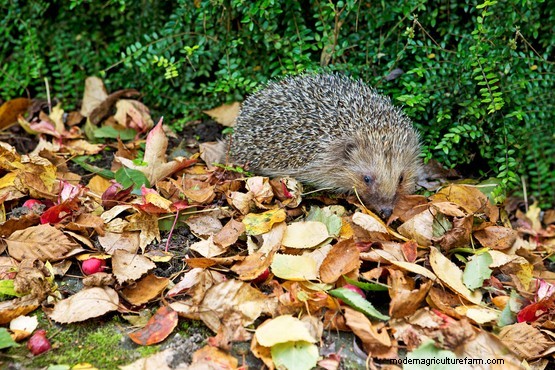 Signs of hibernating wildlife
