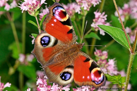 Signs of hibernating wildlife