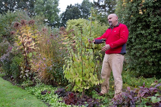 How to prune young shrubs