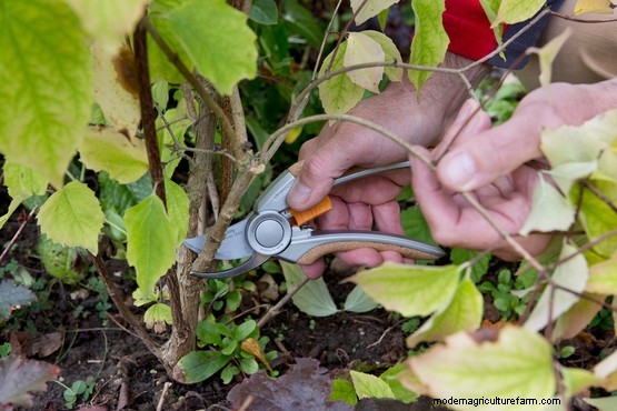 How to prune young shrubs