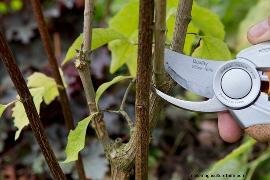 How to prune young shrubs