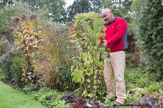 How to prune young shrubs