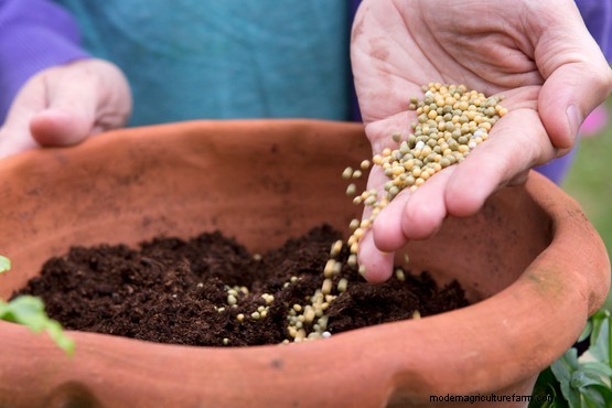 How to plant a purple pot display