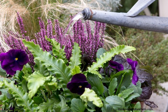 How to plant a purple pot display