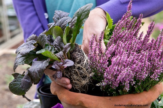 How to plant a purple pot display