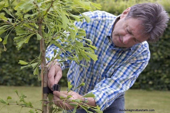 How to plant a ginkgo tree