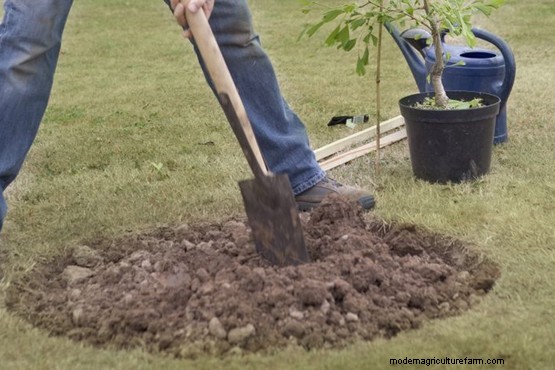 How to plant a ginkgo tree
